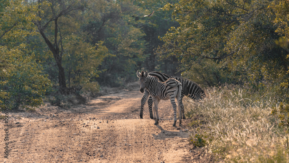 Naklejka premium Zebra cub