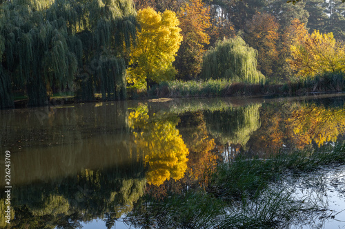 Fototapeta Naklejka Na Ścianę i Meble -  Autumn forest reflected in the water of the lake. Fall landscape.