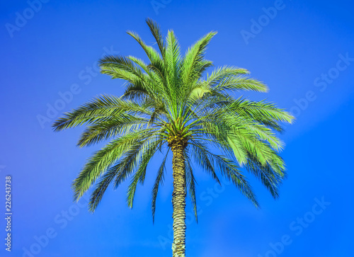 palm tree in nature with clear blue sky