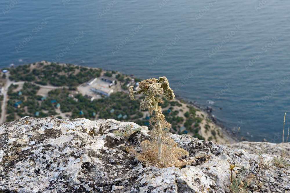 Lonely plant on cold edge of steep mountainside in Crimea. Lonely plant on cold edge of steep mountainside in Crimea.