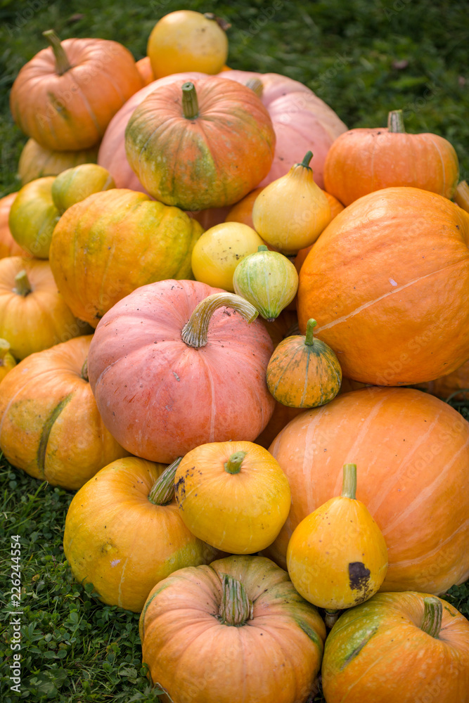 Photo of harvest of pumpkins Photo of harvest of pumpkins