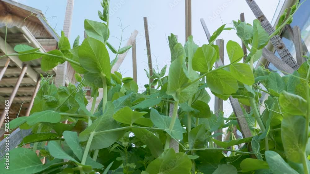 Young pea plants grow on supports in a garden backyard.