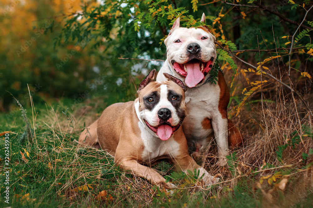  american staffordshire terrier dog autumn portrait of two dogs for a walk in the park