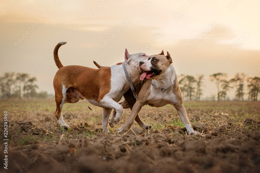 american staffordshire terrier two dogs walking in a field at sunset