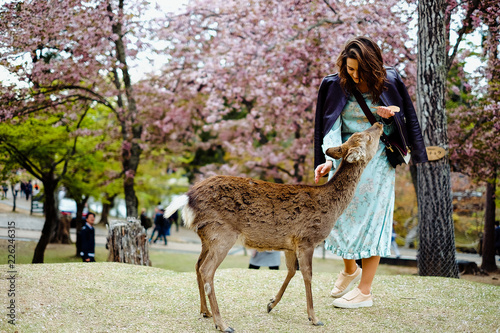 Girl playing with deer in Nara Park in Sakura