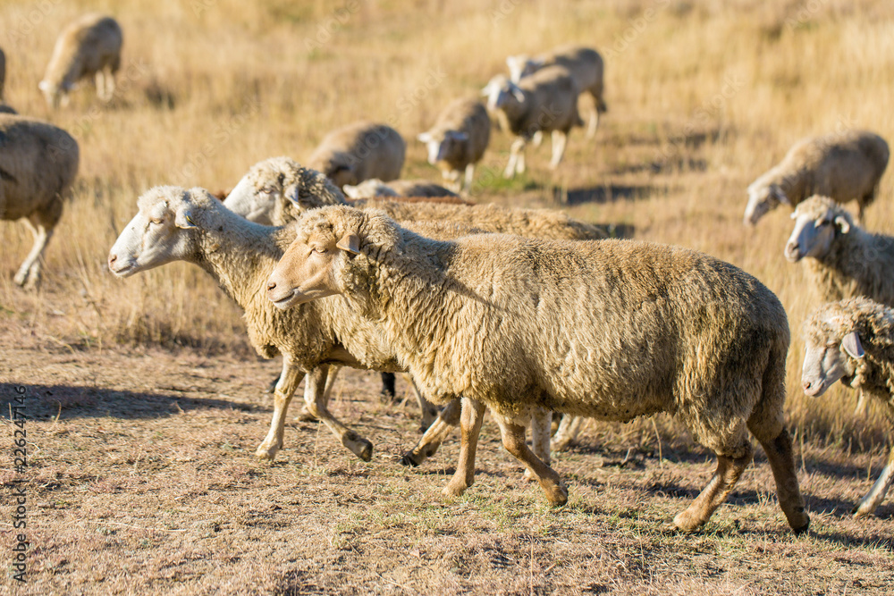 Fototapeta premium Sheep and goats graze on green grass in spring