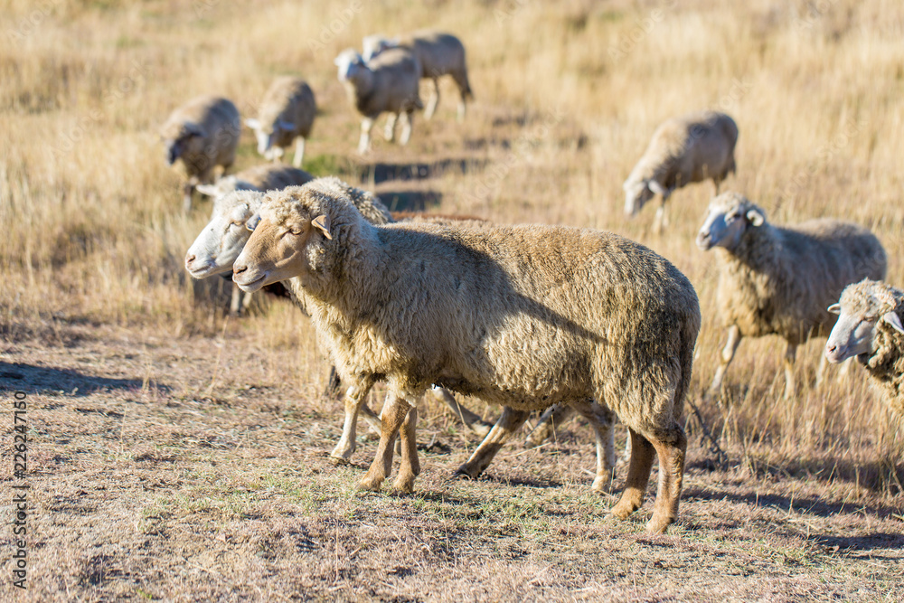 Fototapeta premium Sheep and goats graze on green grass in spring 
