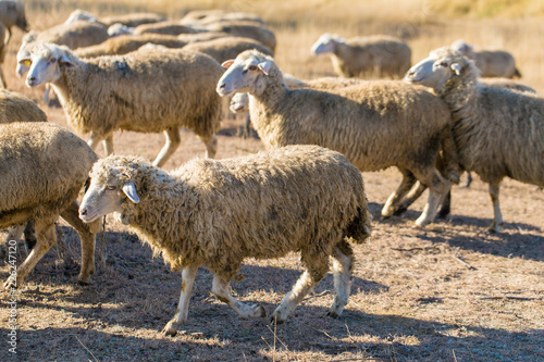 Sheep and goats graze on green grass in spring 