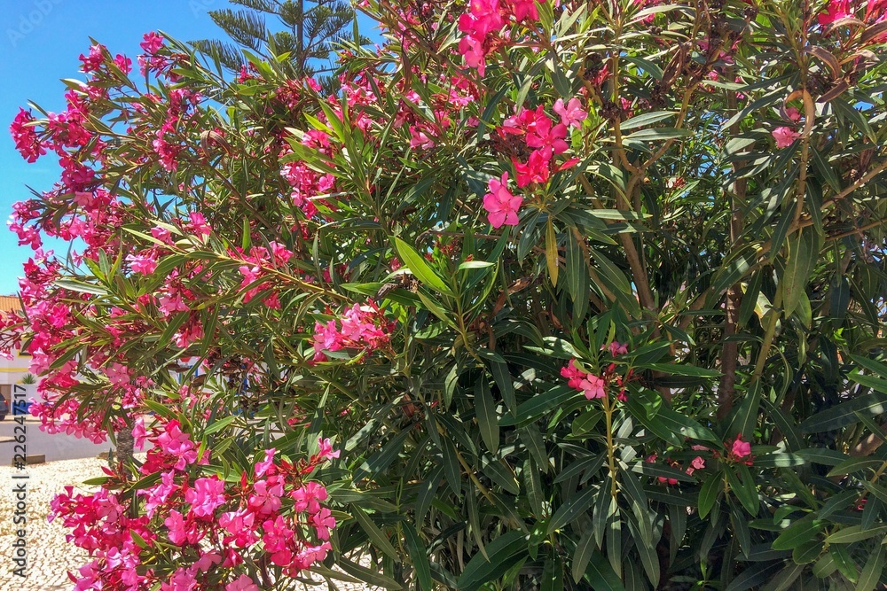 bush with lots of pink flowers, sunny weather, heat