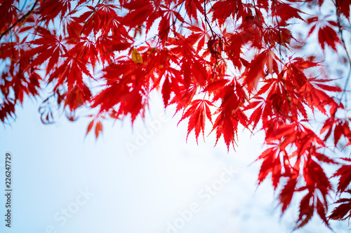 Japanese maple tree in autumn