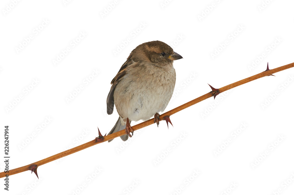 House sparrow sits on a branch with thorns (isolated on white background). House sparrow sits on a branch with thorns (isolated on white background).