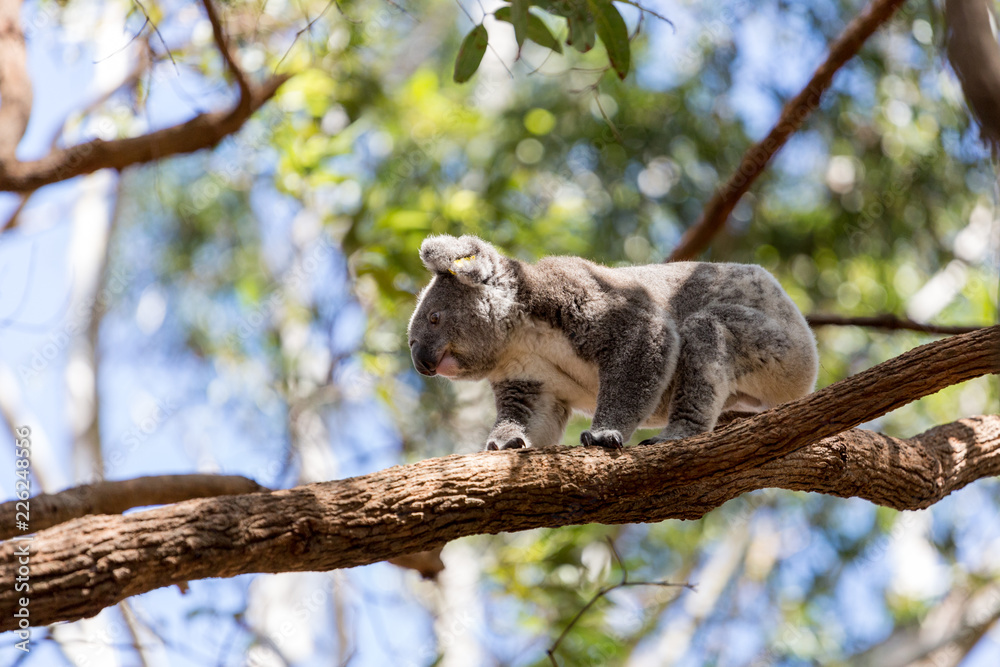 Fototapeta premium Koala climbing in a Eucalyptus tree