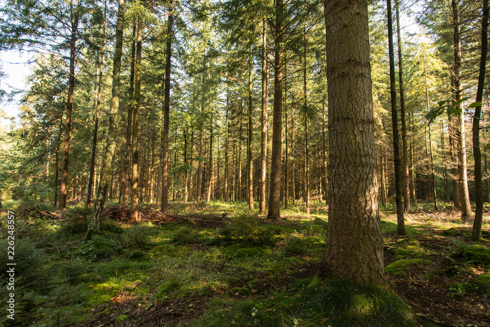 Herbstwald Herbstwald