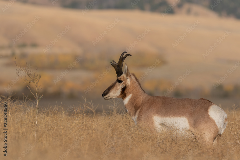 Pronghorn Antelope Buck in Fall Pronghorn Antelope Buck in Fall