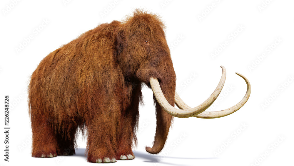 Naklejka premium mamut włochaty, prehistoryczny ssak na białym tle z cieniem na białym tle (ilustracja 3d)