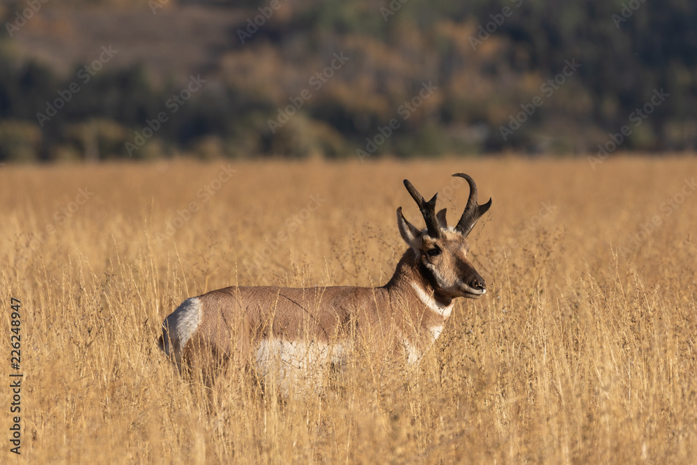 Fototapeta premium Pronghorn Antelope Buck in Fall