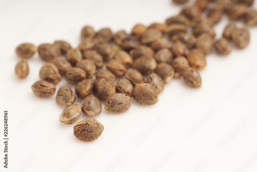 Cannabis seeds on white background macro