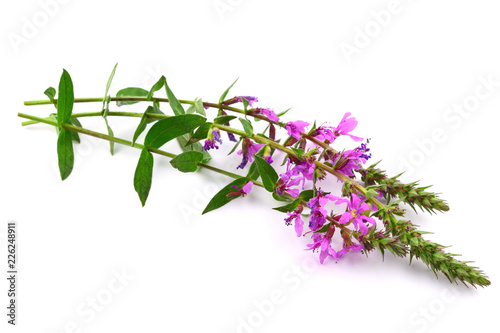Isolated Lythrum Salicaria  Purple Loosestrife  Medicinal Herb Plant. Also Spiked Loosestrife  or Purple Lythrum.