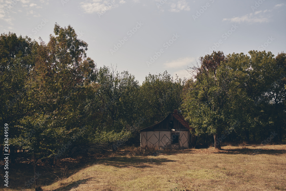 Fototapeta premium forest nature summer