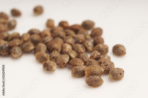 Cannabis seeds on white background macro