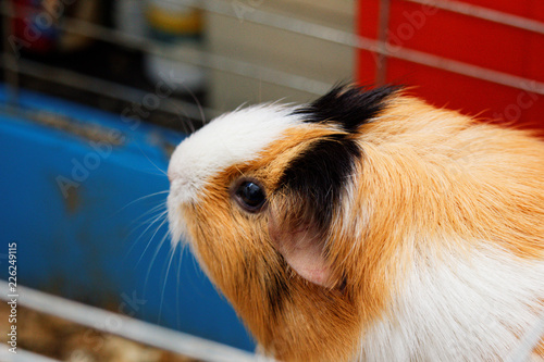 Świnka Morska (Kawia domowa)