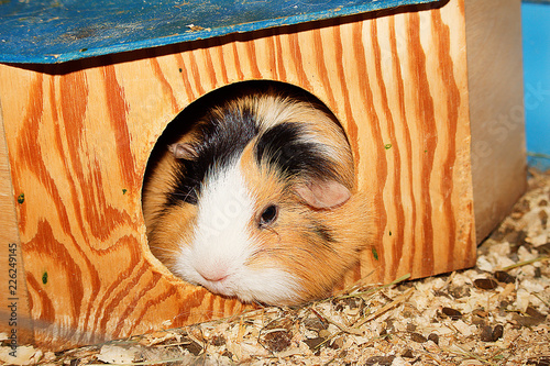 Świnka Morska (Kawia domowa)