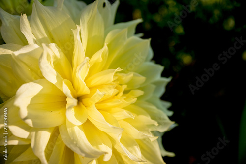 Yellow dahlia macro isolated.Copy space.Autumn yellow flower dahlia on green nature background. intricate geometric pattern.mother s day card