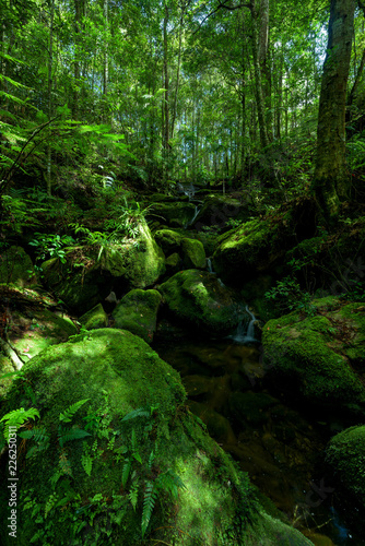 Beautiful stream in green forest © yotrakbutda