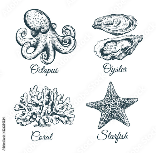  Collection sketch Octopus, coral, oyster starfish