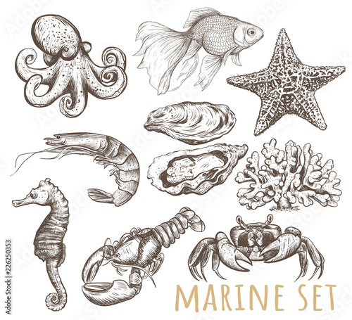 Marine animals collection illustration