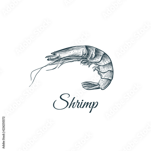 Shrimp sketch hand drawing. Shrimp vector illustration