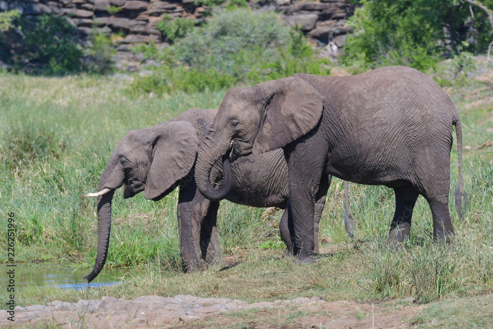 Elefanten beim TrinkenKrüger National Park Südafrika