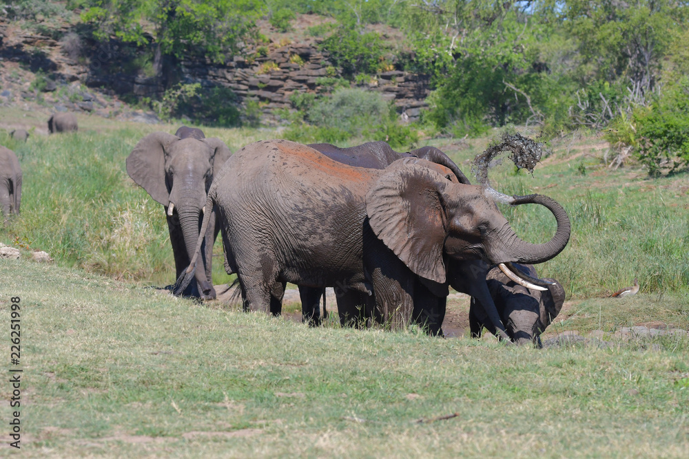 Obraz premium Elefantenherde beim Trinken Krüger Nationalpark Südafrika