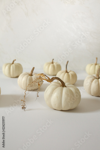 White Pumpkins against a white background, Modern Harvest Concept with Copy Space - Halloween and Thanksgiving Decorations, Chic Minimalist