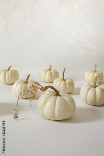 White Pumpkins against a white background, Modern Harvest Concept with Copy Space - Halloween and Thanksgiving Decorations, Chic Minimalist