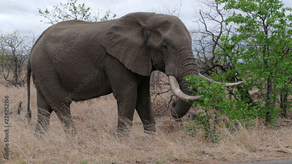 Elefant beim Laubfressen Krüger National Park Südafrika