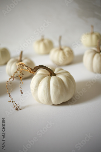 White Pumpkins against a white background, Modern Harvest Concept with Copy Space - Halloween and Thanksgiving Decorations, Chic Minimalist