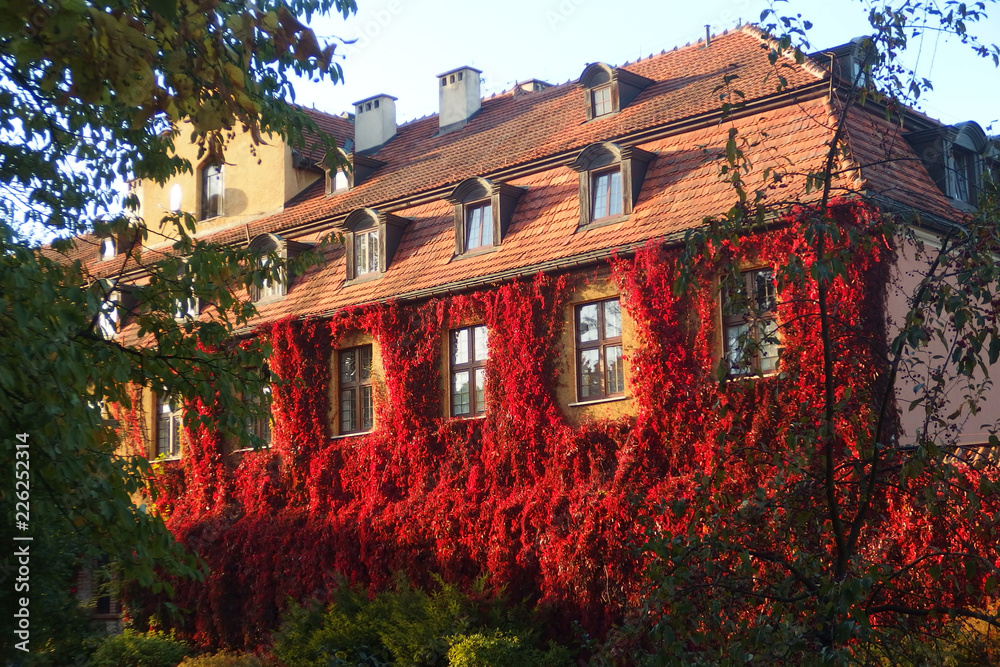 Polska, Gdańsk - czerwony bluszcz porastający ścianę domu w Parku Oliwskim - winobluszcz, dzikie wino  (Parthenocissus) - obrazy, fototapety, plakaty 