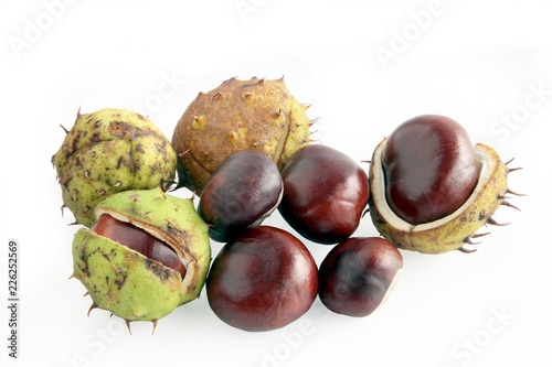 seeds of chestnut tree at autumn
