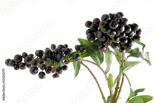 privet bush with black berries close up photo