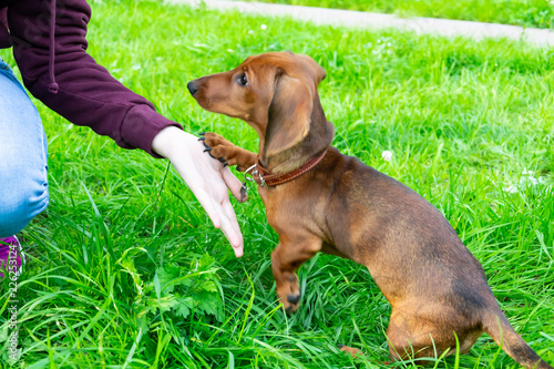 Miniature dachshund puppy with its owner. A young energetic dog is running around for a walk. Execution of commands in a game form