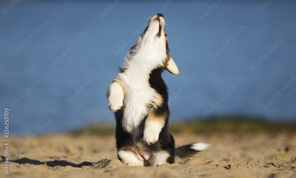 Fototapeta premium welsh corgi puppy on the beach