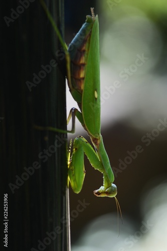 Hierodula patellifera(female) / Indo-Pacific mantis