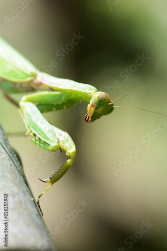 Hierodula patellifera(female) / Indo-Pacific mantis photo