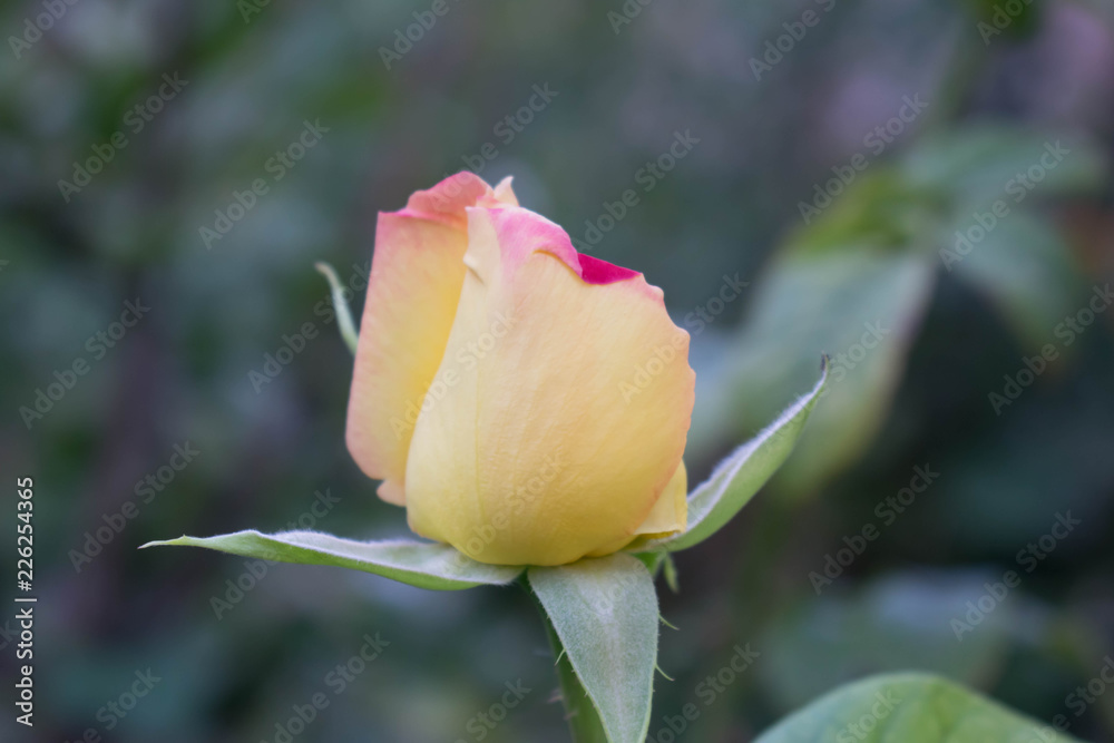 Buds of white roses with a pink tinge for postcards background wallpapers for photoshop Buds of white roses with a pink tinge for postcards background wallpapers for photoshop