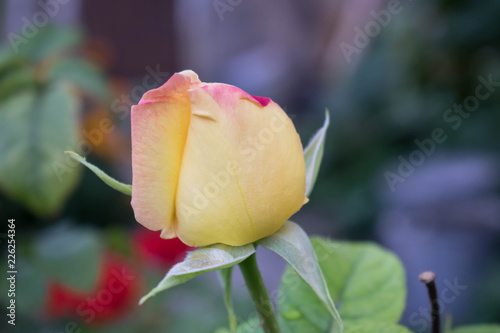 Buds of white roses with a pink tinge for postcards background wallpapers for photoshop photo