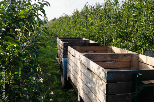 Apfelernte im Alten Land photo