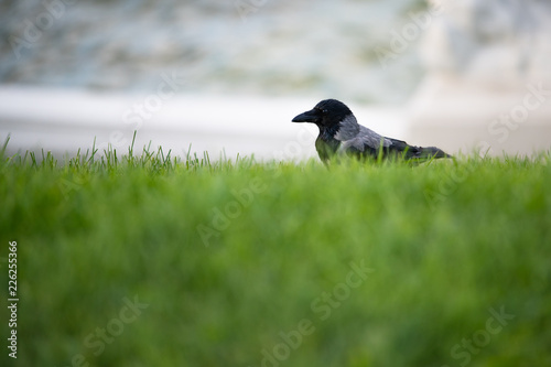 Hooded European Crow flying through Belvedere park in Austria Vienna