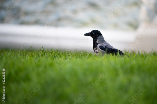 Hooded European Crow flying through Belvedere park in Austria Vienna