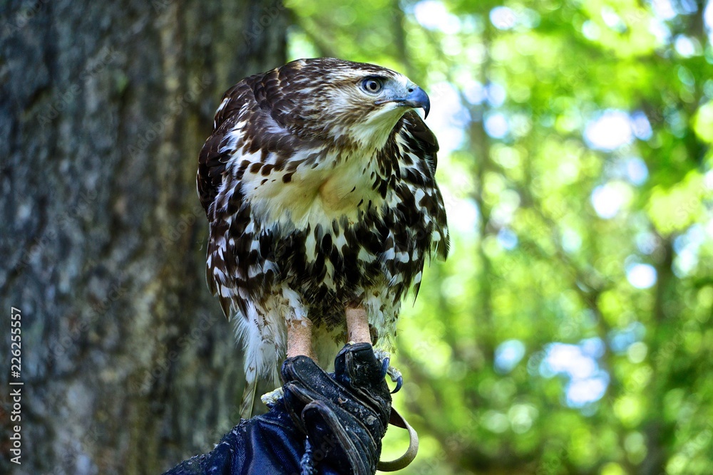 Profile portrait of a redtailed hawk (Buteo jamaicensis) also known